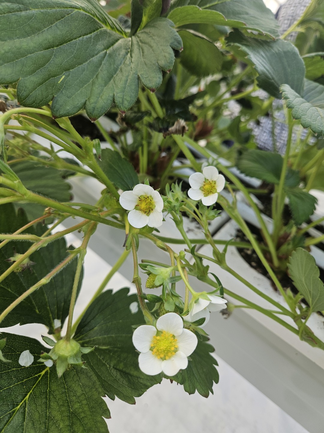 강화도 딸기농장🍓