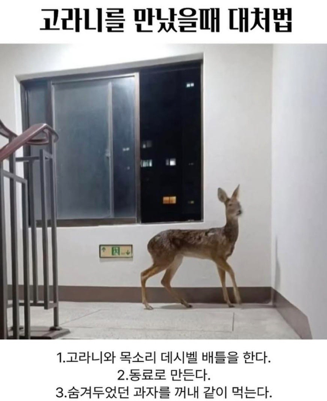 고라니를 만났을 때 당신도 할 수 있다!