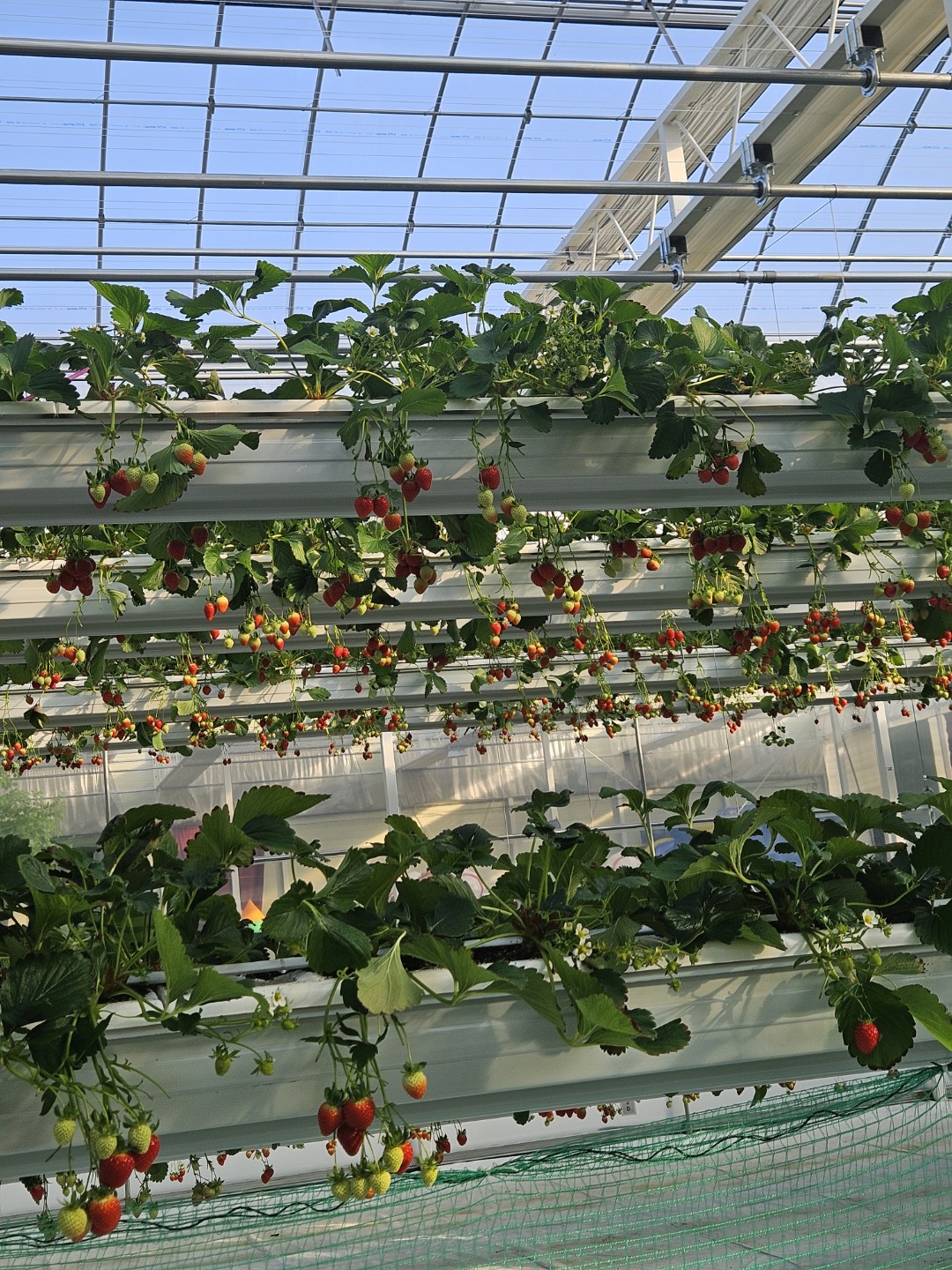 강화도 딸기농장🍓