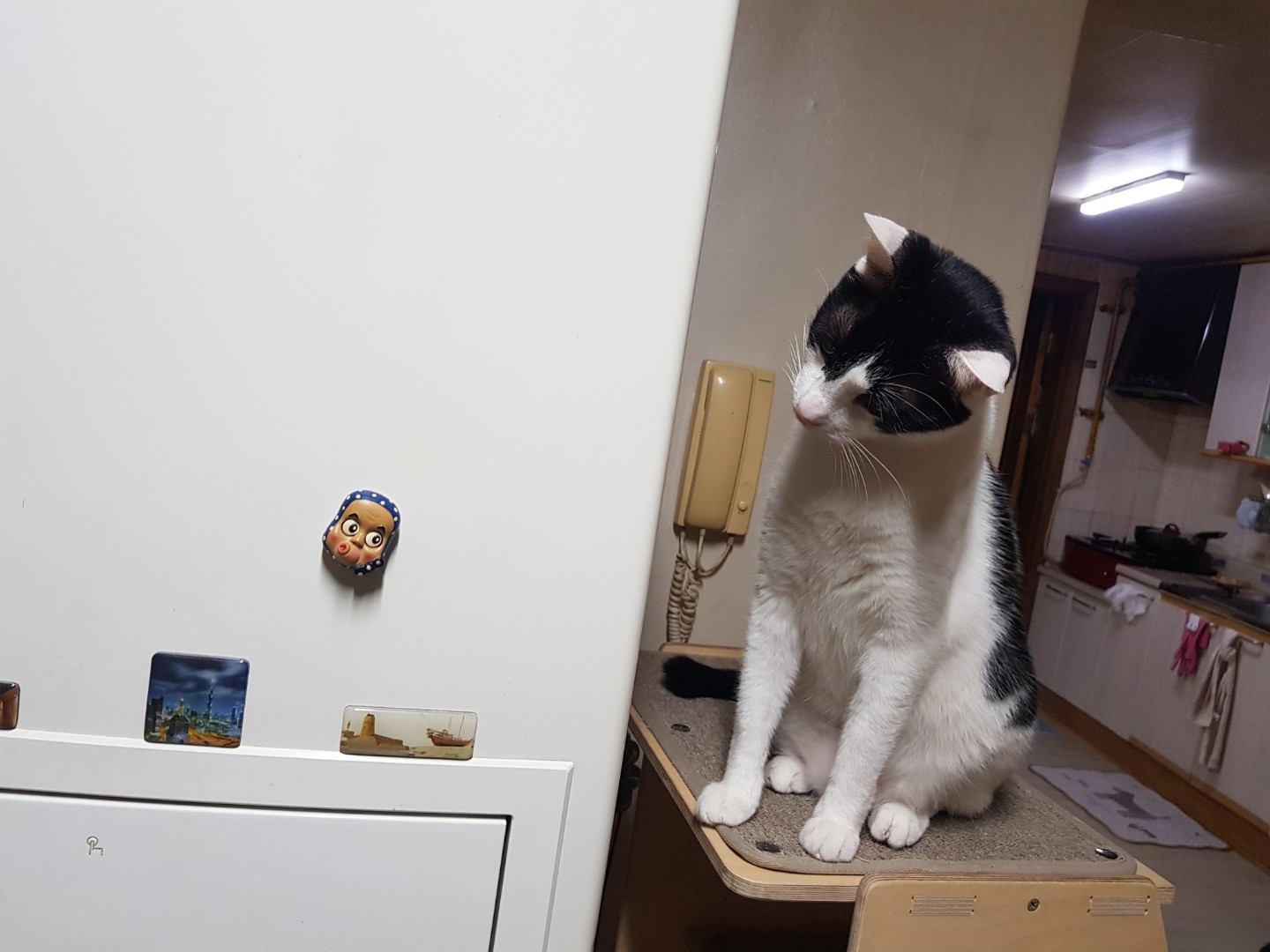 모두 길에서 구조한 아이들. 모두 행복하게 지내고 있지요