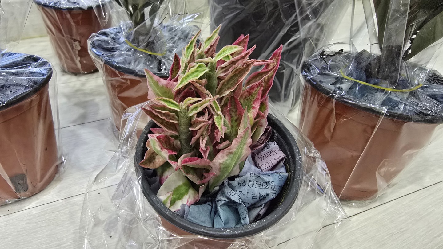 Post image 7
