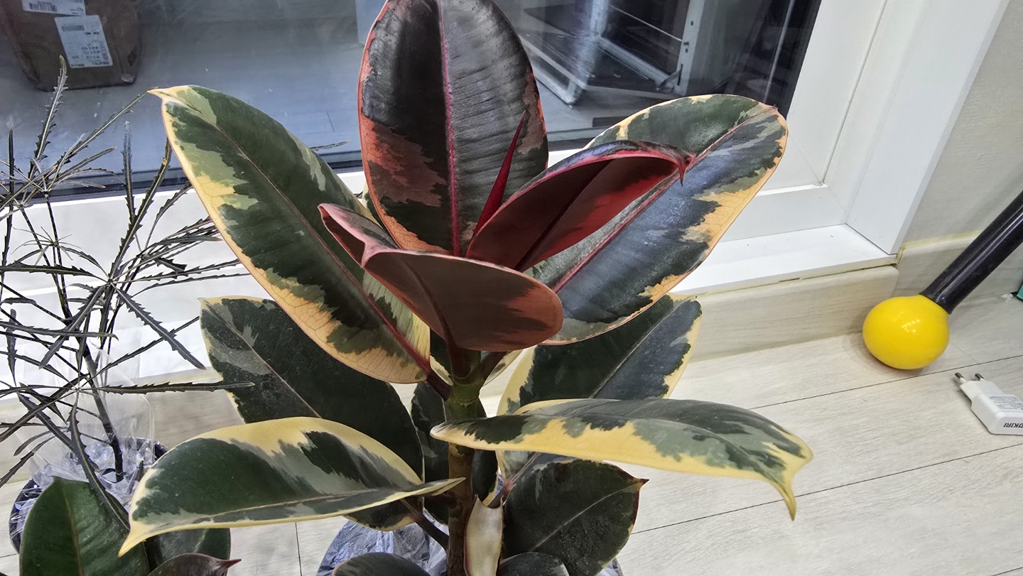 Post image 11
