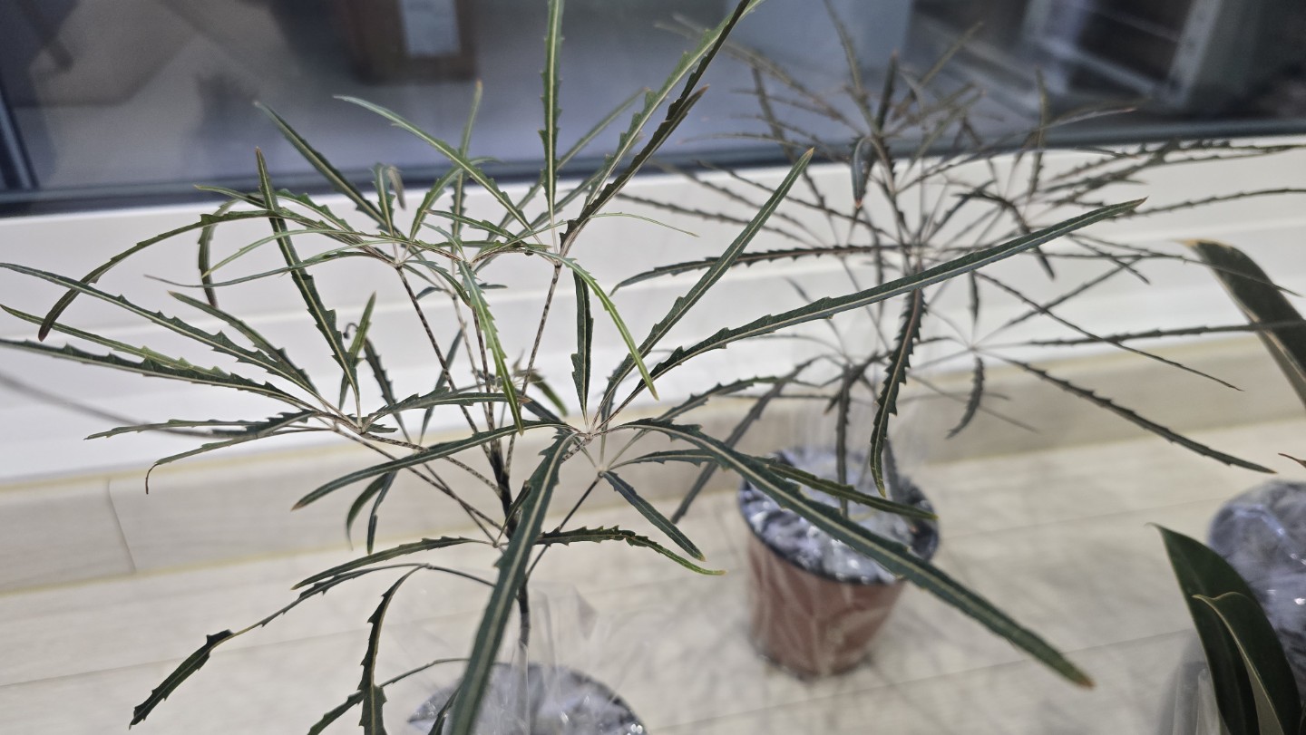 Post image 17