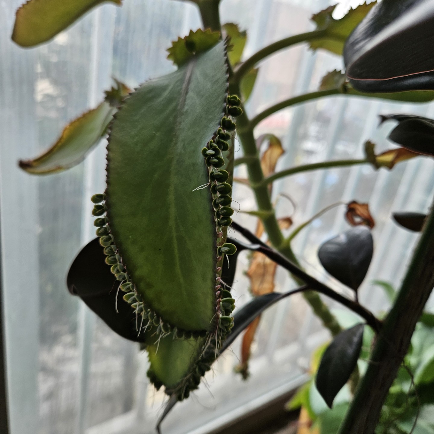 Post image 5