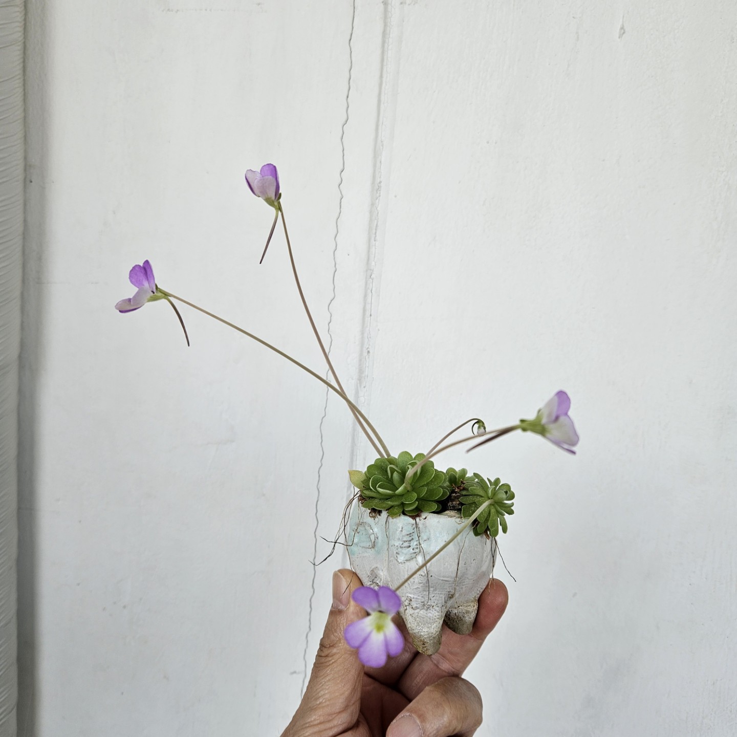 Post image 2