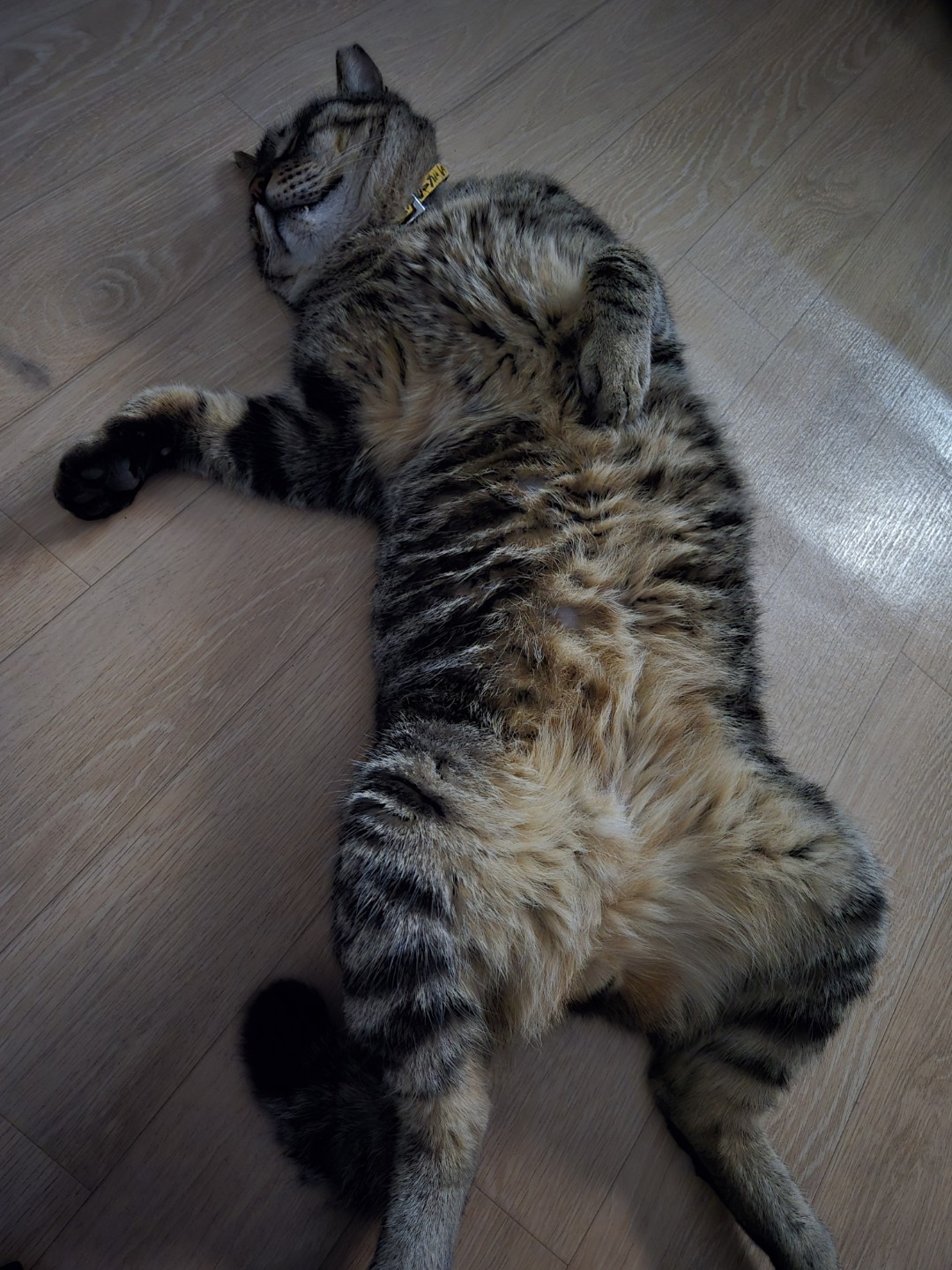 미쯔가 이쁠까 나비가이쁠까?