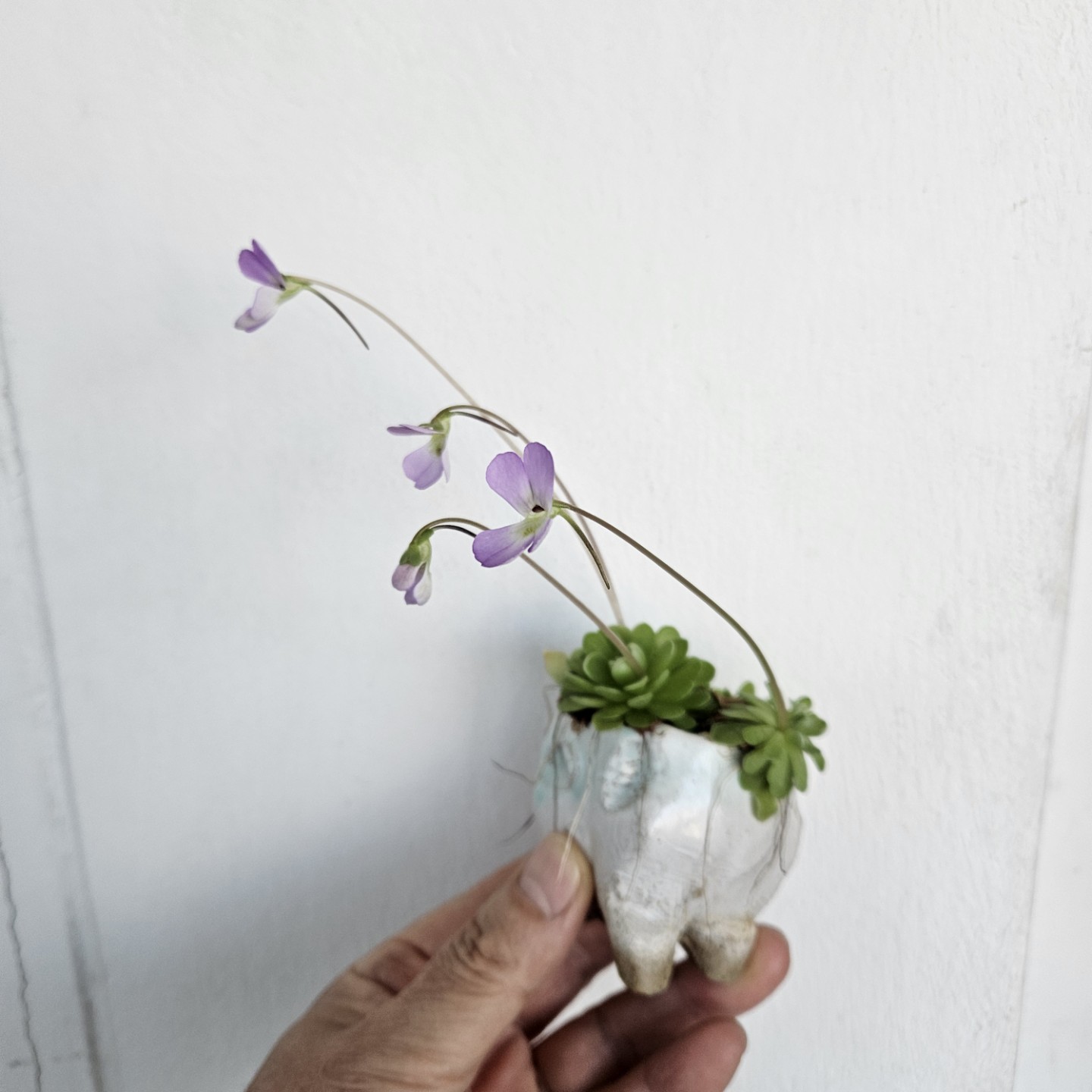Post image 5