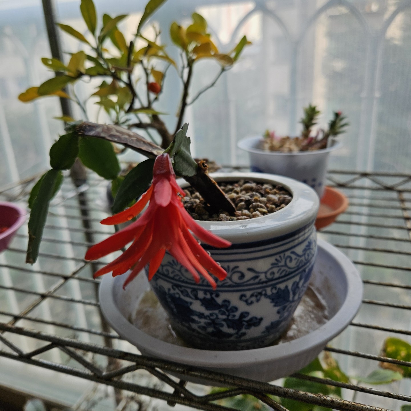 Post image 5