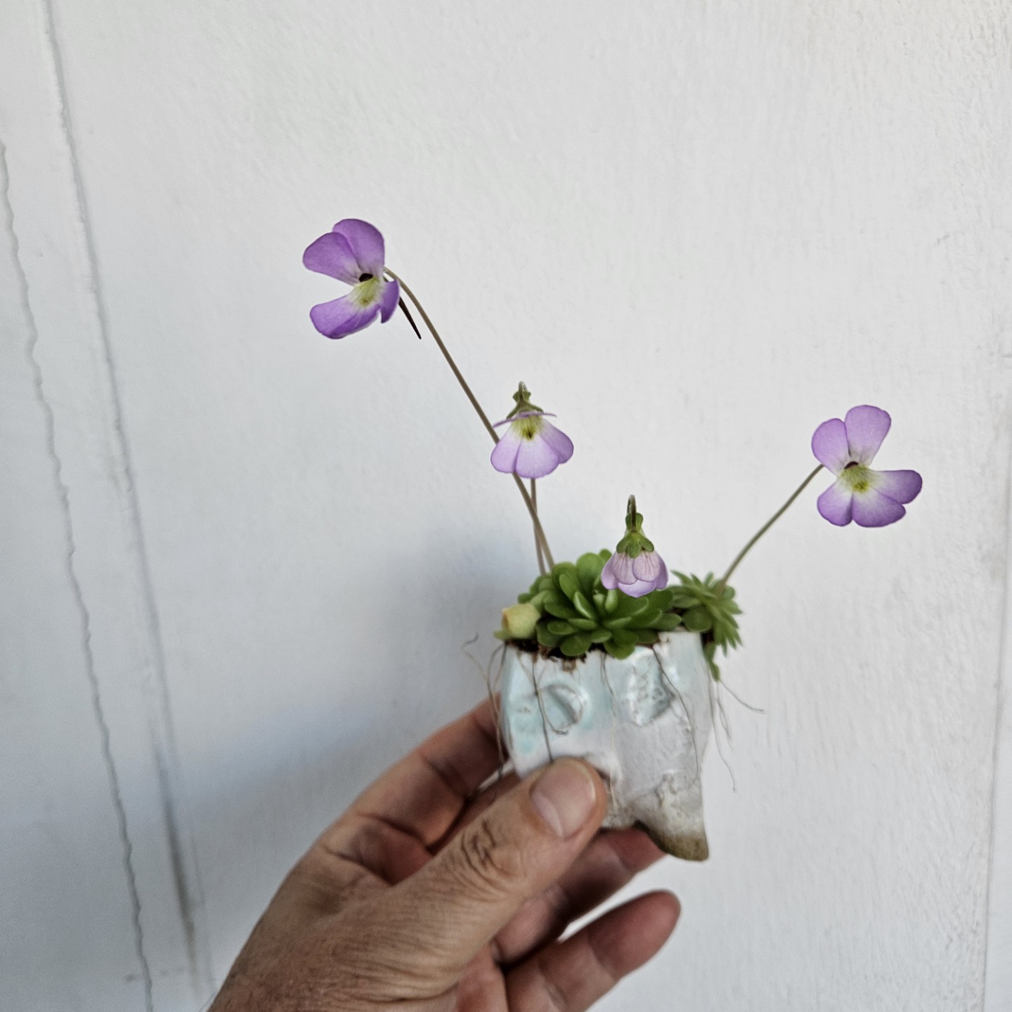 Post image 6
