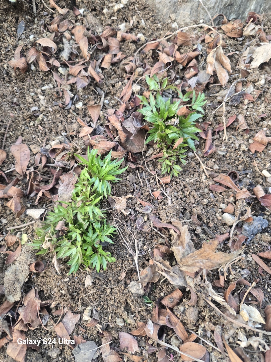 Post image 6