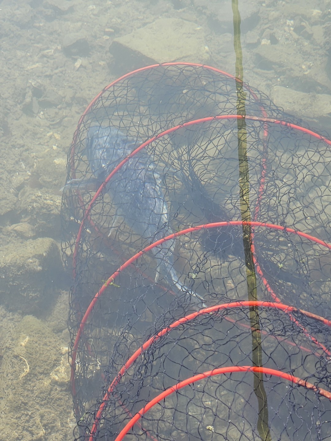 26/3/8 낚시사랑 번개출조(선재바다낚시공원)