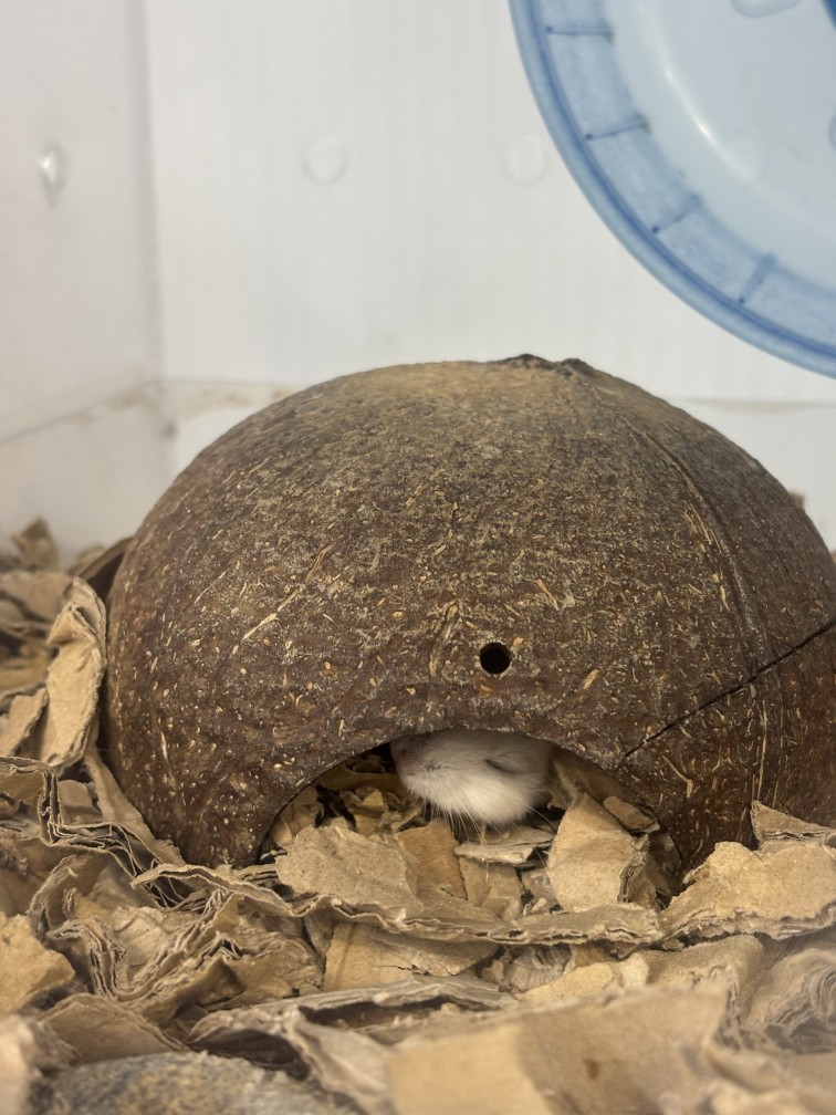 햄스터 사지마세요!!!🐹🥲