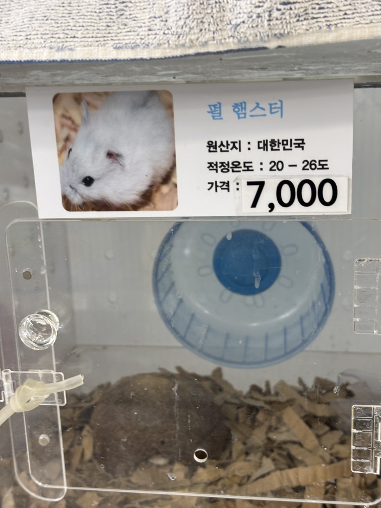 햄스터 사지마세요!!!🐹🥲