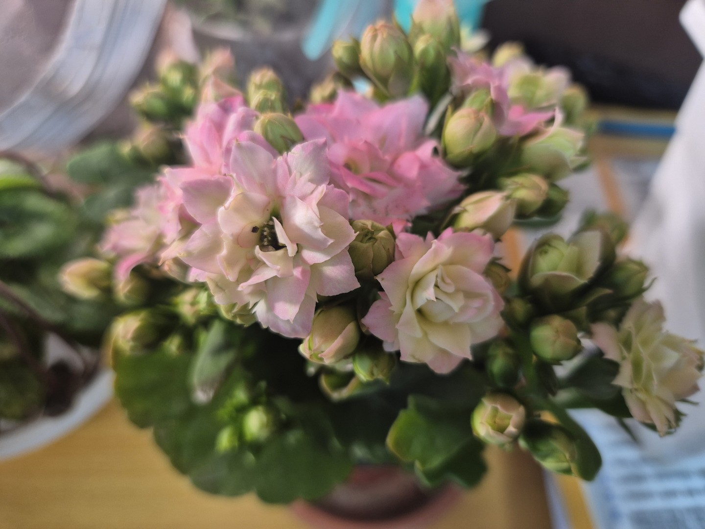 Post image 5