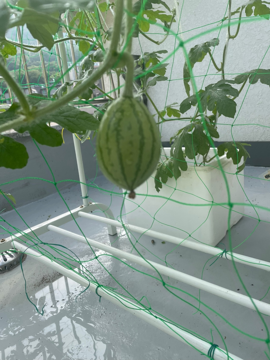 Post image 7