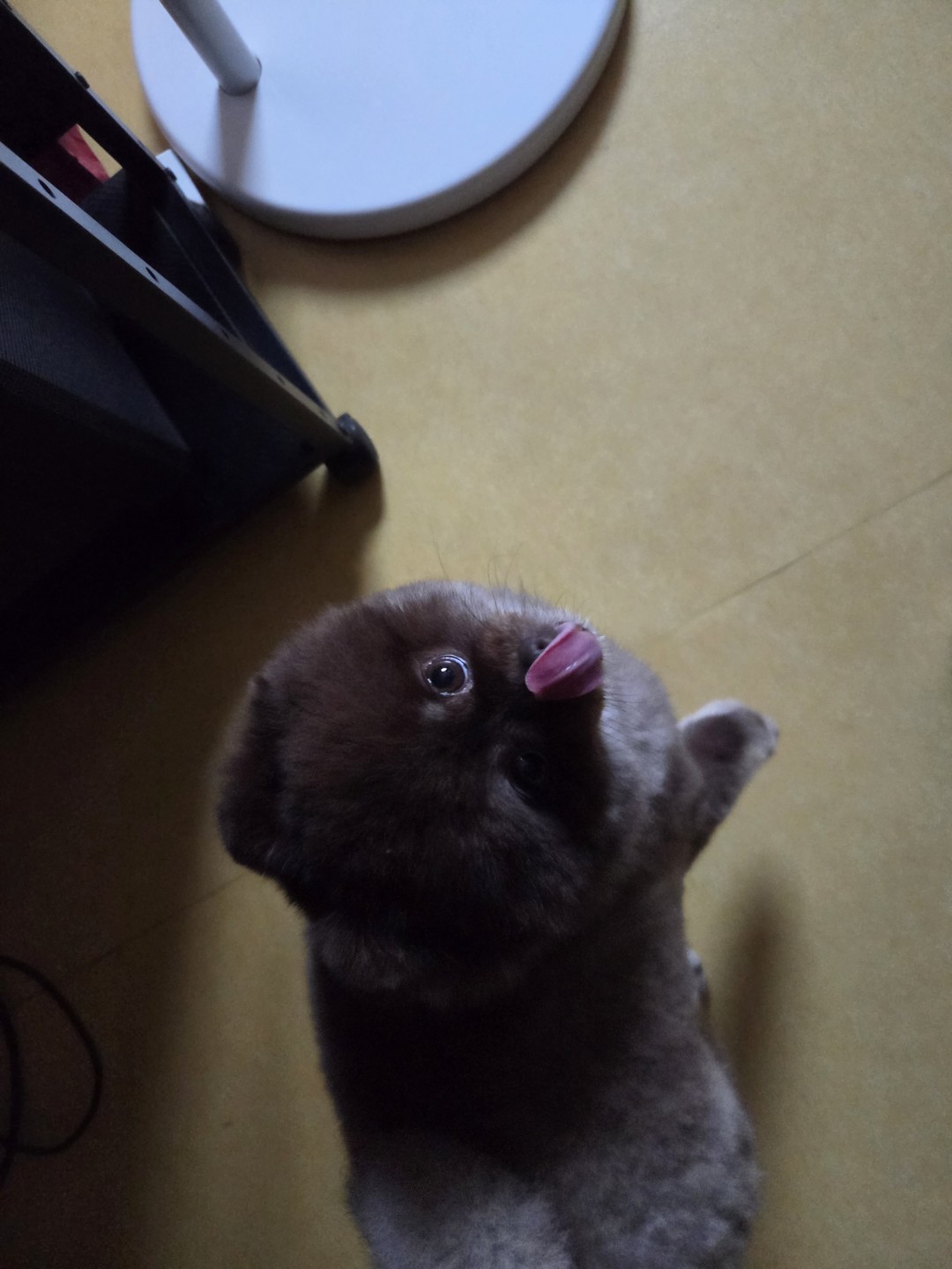 우리집 막내 쬬꼬 예요!