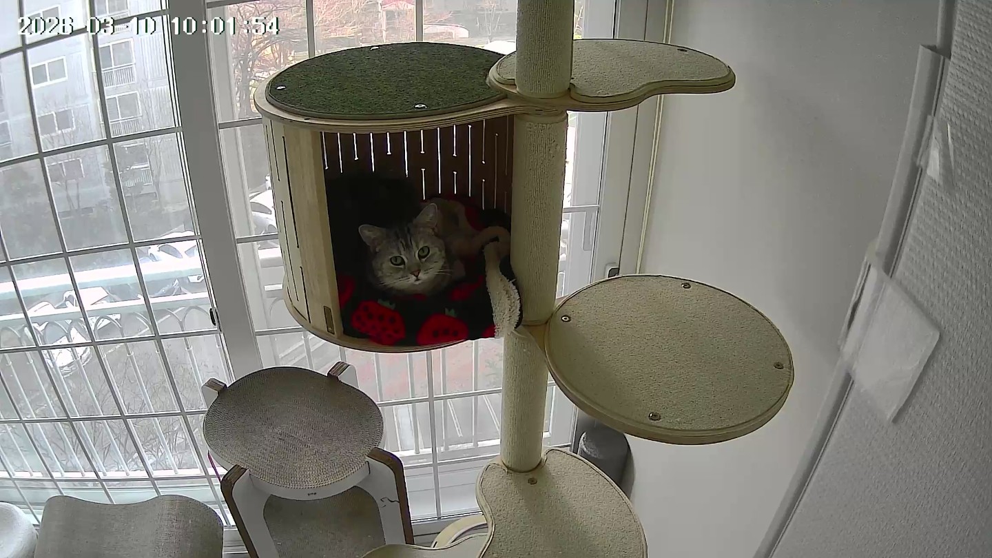 야옹이들은 다 이빠요