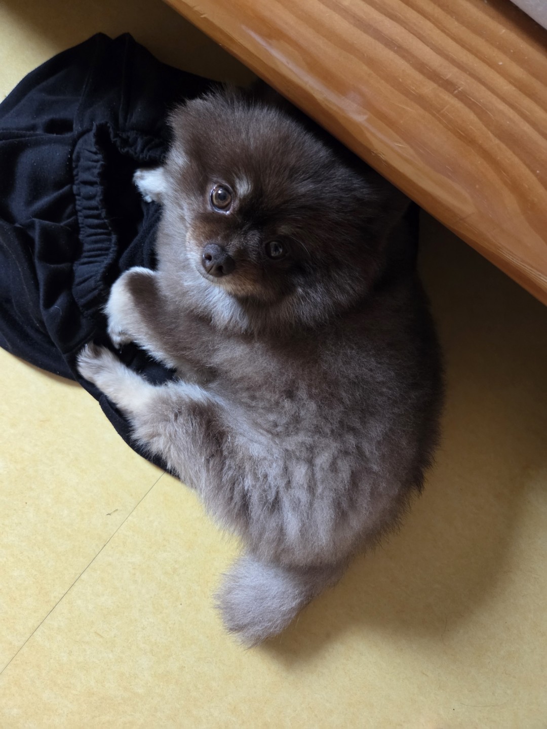 우리집 막내 쬬꼬 예요!