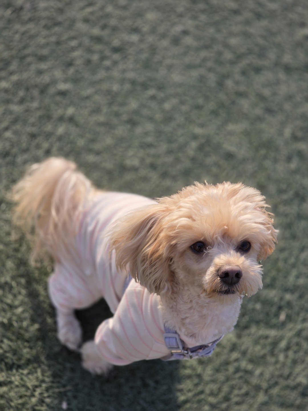 반려동물 놀이터 카페 추천