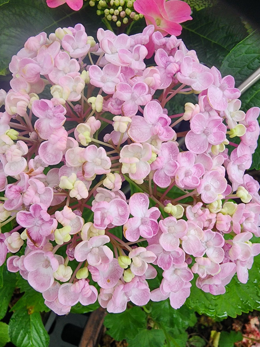 Post image 7