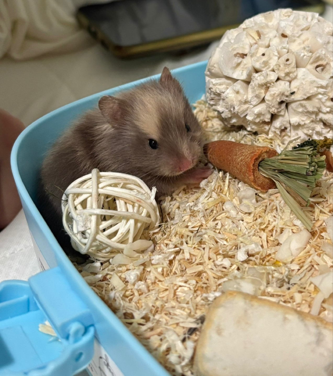 애햄시절 초코🍪