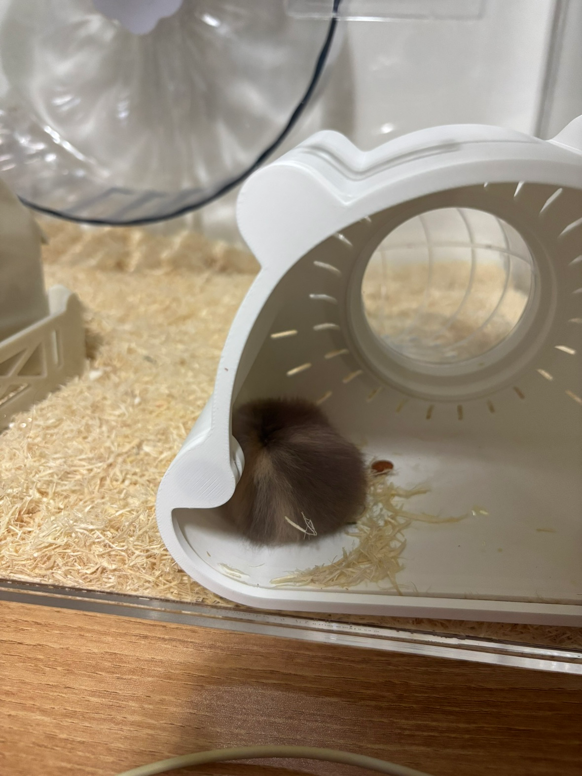 애햄시절 초코🍪