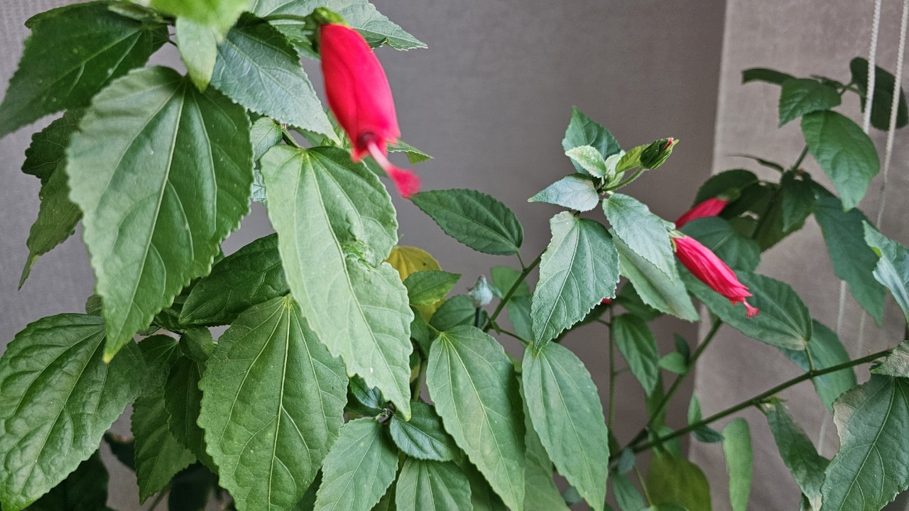 Post image 11