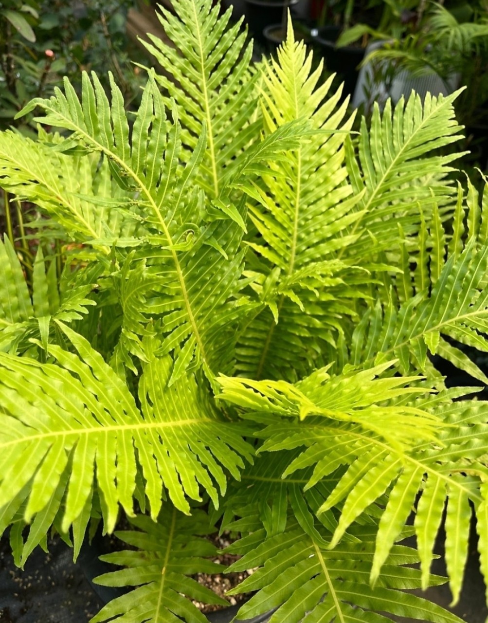 Post image 21