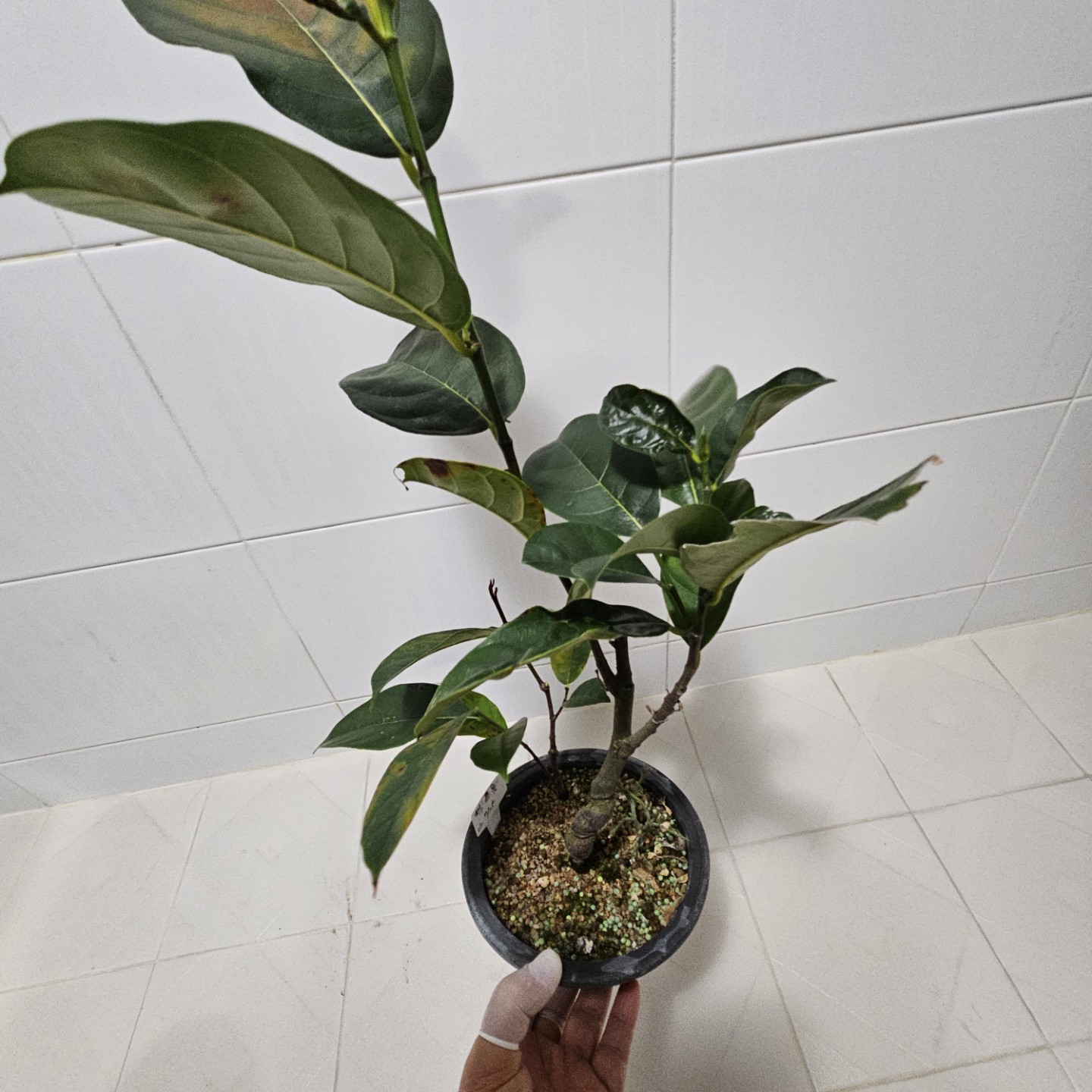 Post image 4