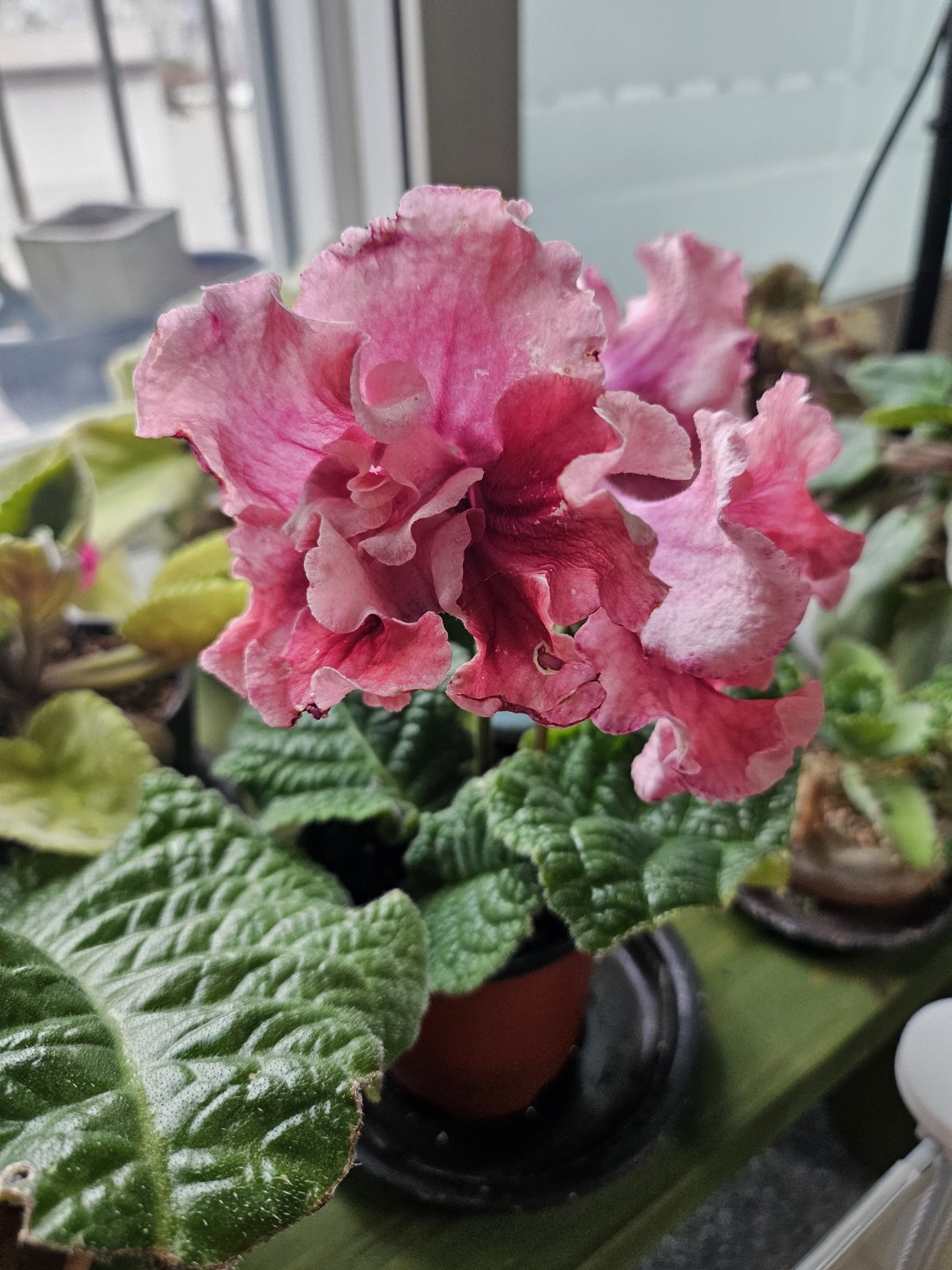 Post image 11
