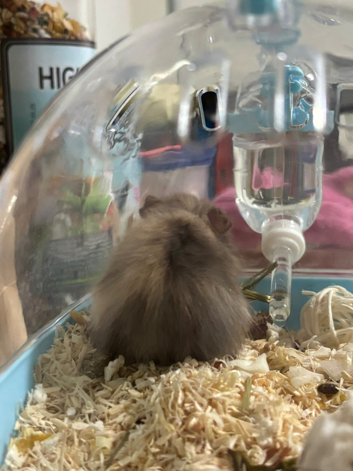 애햄시절 초코🍪