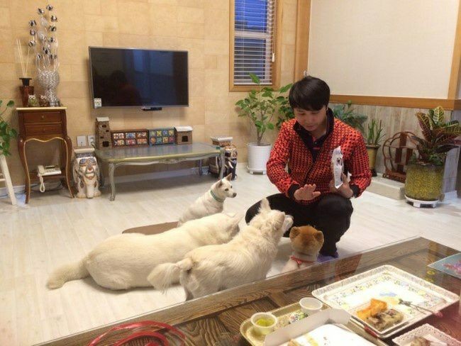 반려견/묘를 힘으로 교육(제압. 통제)하면 벌어지는 일