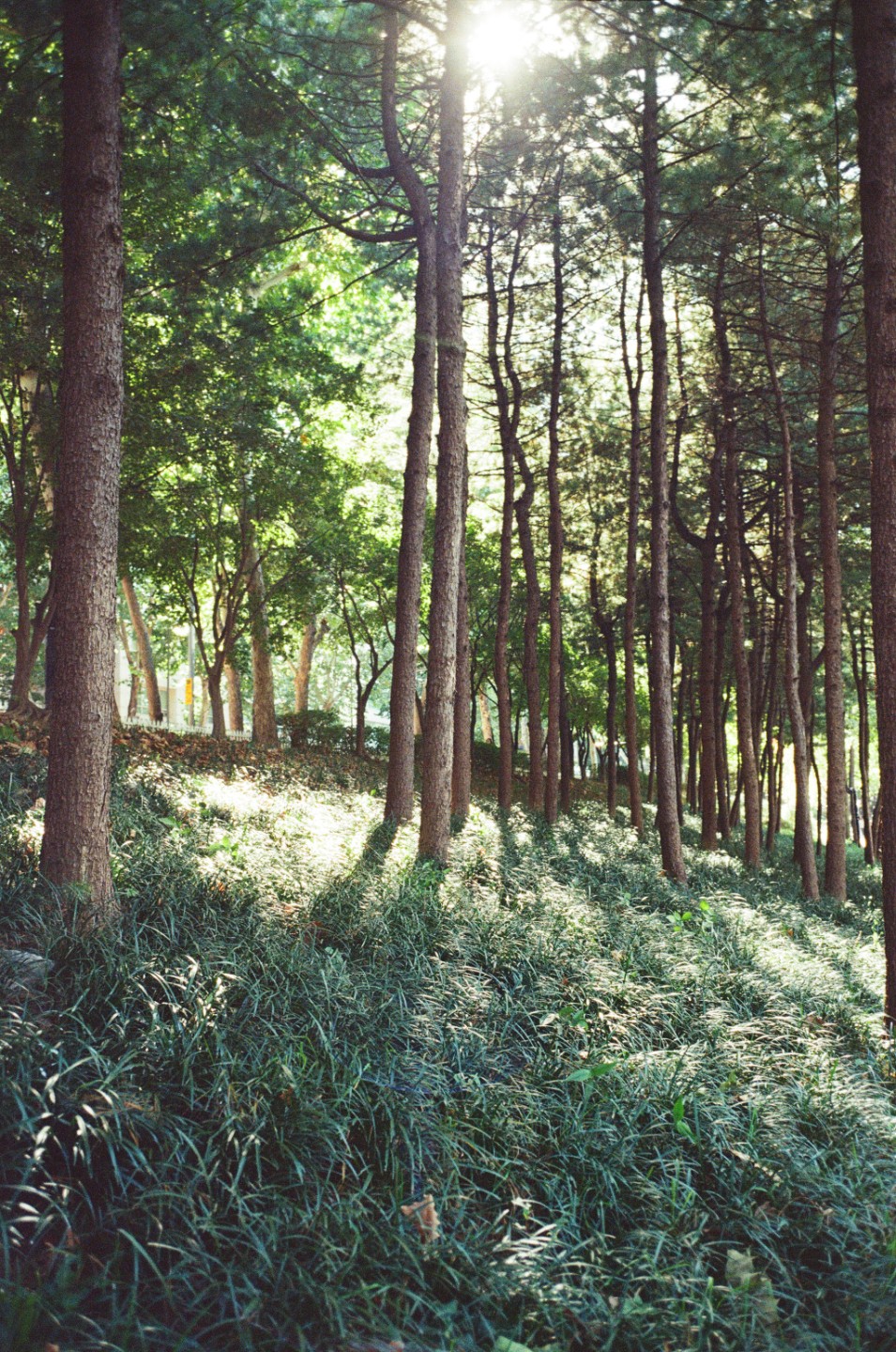 현상은 해본적이 없습니다