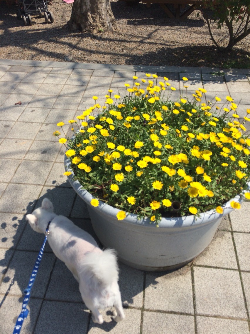 시.청각 장애 반려동물 케어 코칭