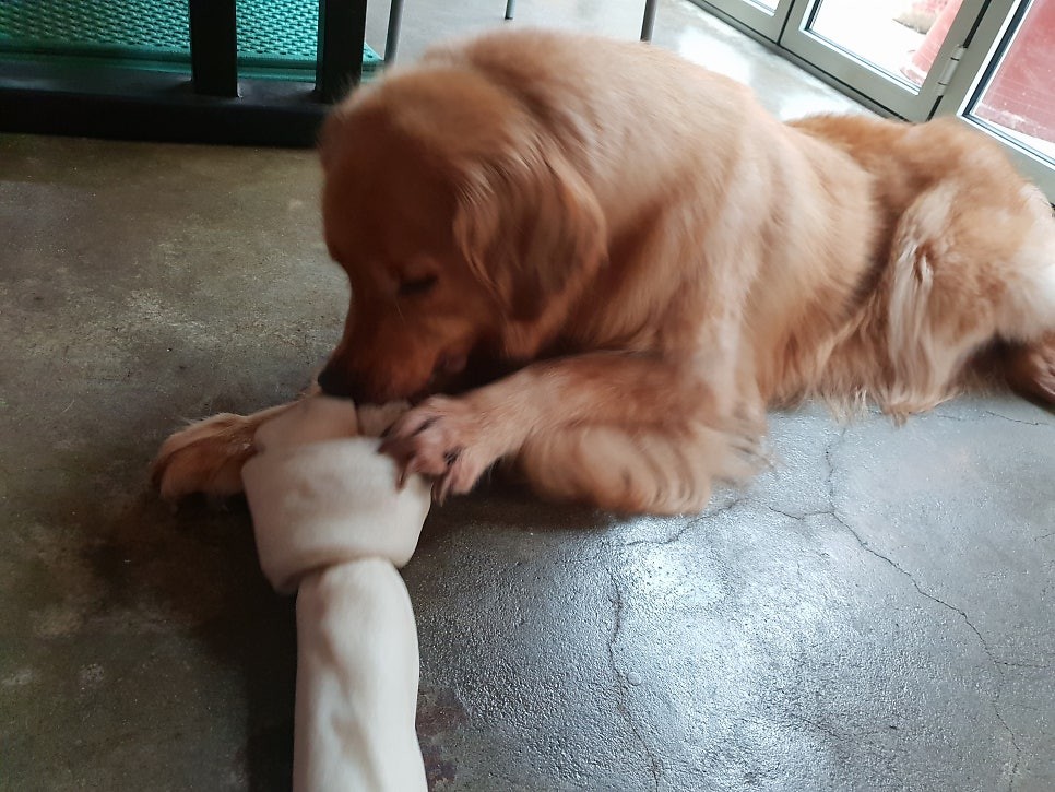 반려견/묘를 힘으로 교육(제압. 통제)하면 벌어지는 일