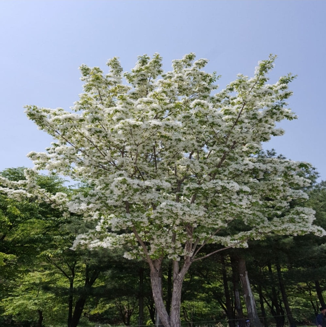 Post image 15