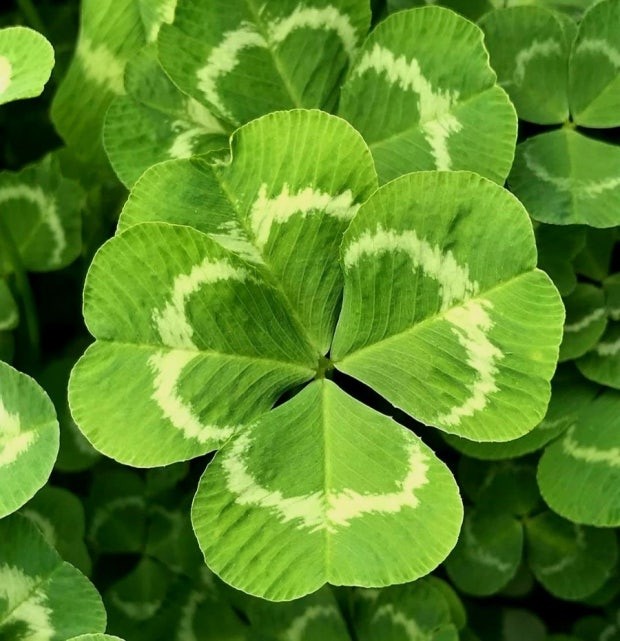 오늘의 작은 행복