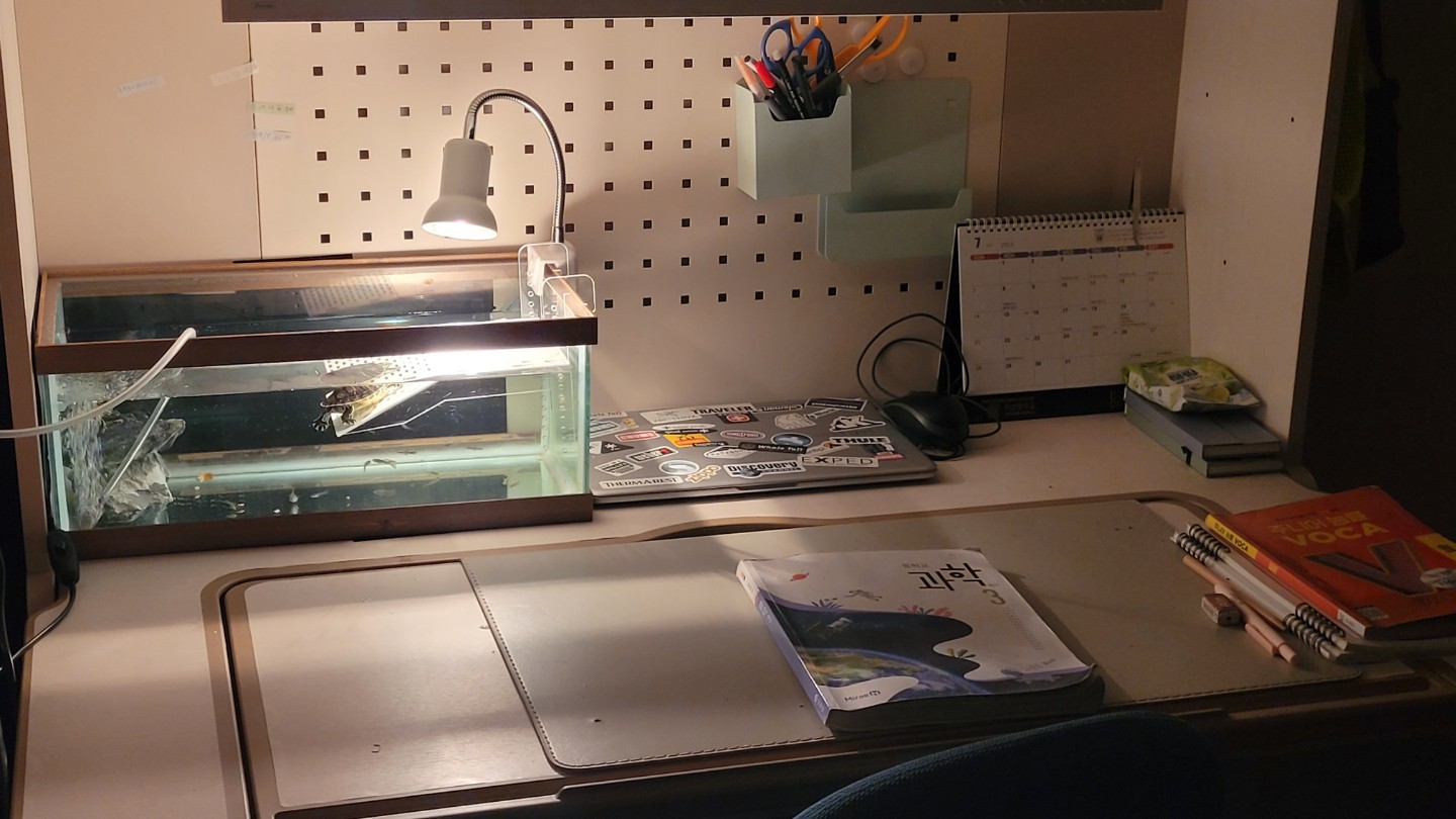 전 거북이를 키워요 밥 잘먹는게 동생같아서 좋아요