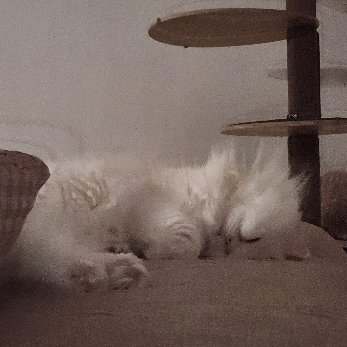 방문탁묘가능할까요?