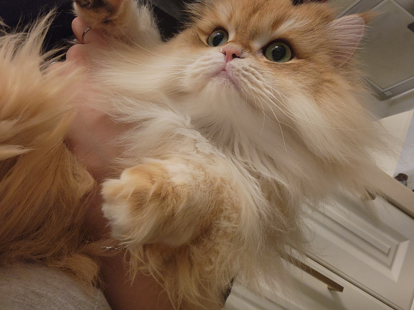 방문탁묘가능할까요?