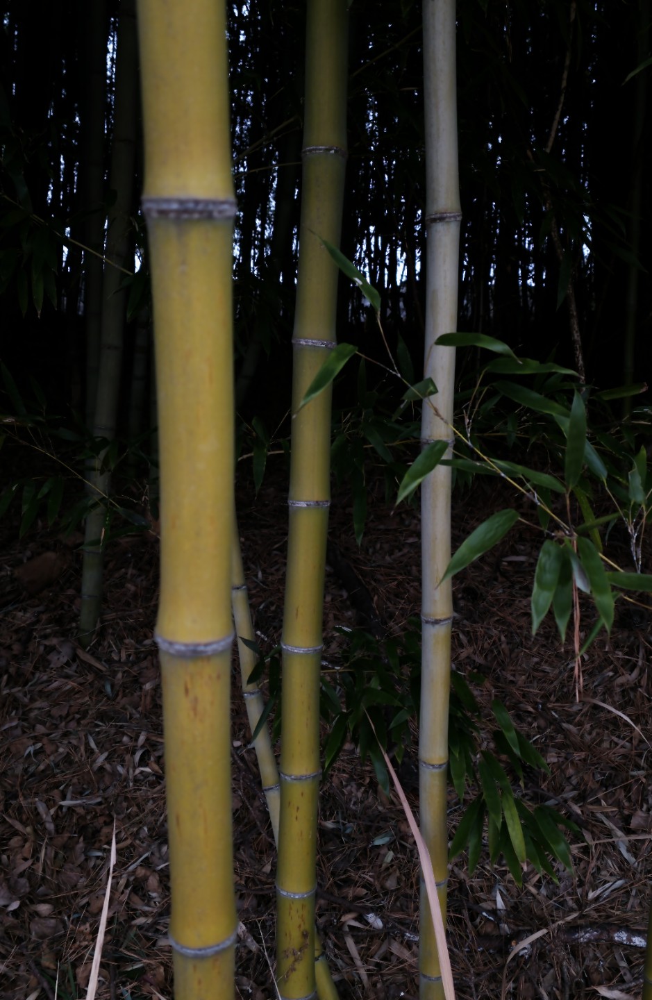 Post image 9