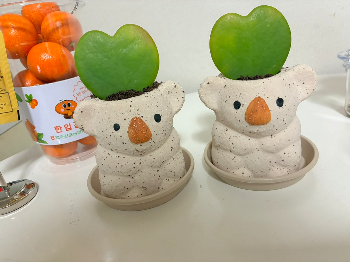 코알라화분이요