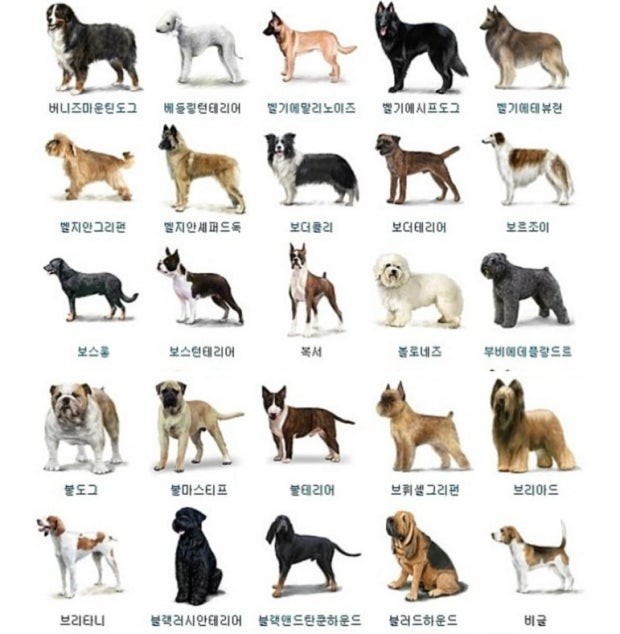 * 인기있는견종&종류 *