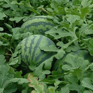 Post image 7