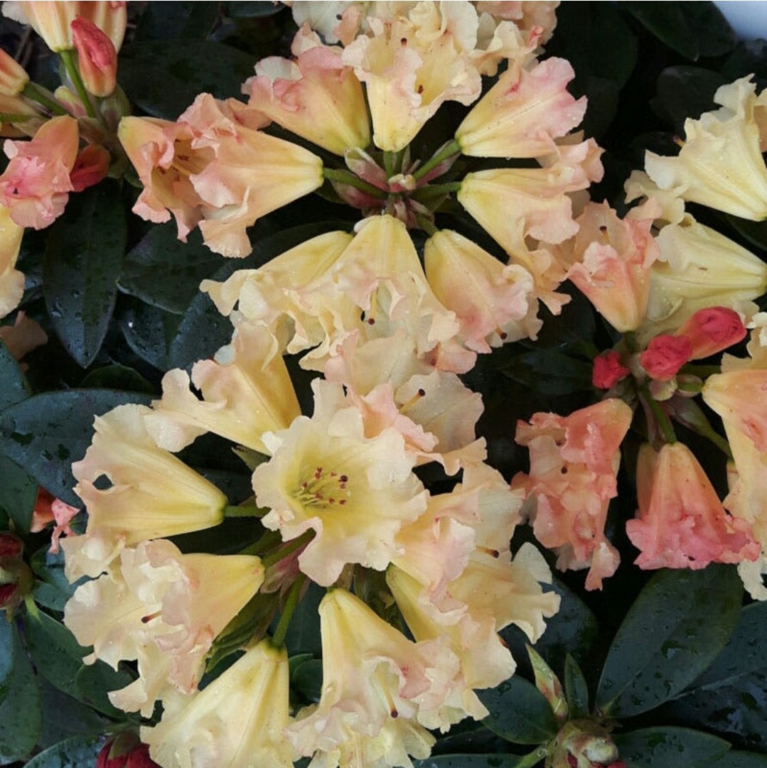 Post image 44