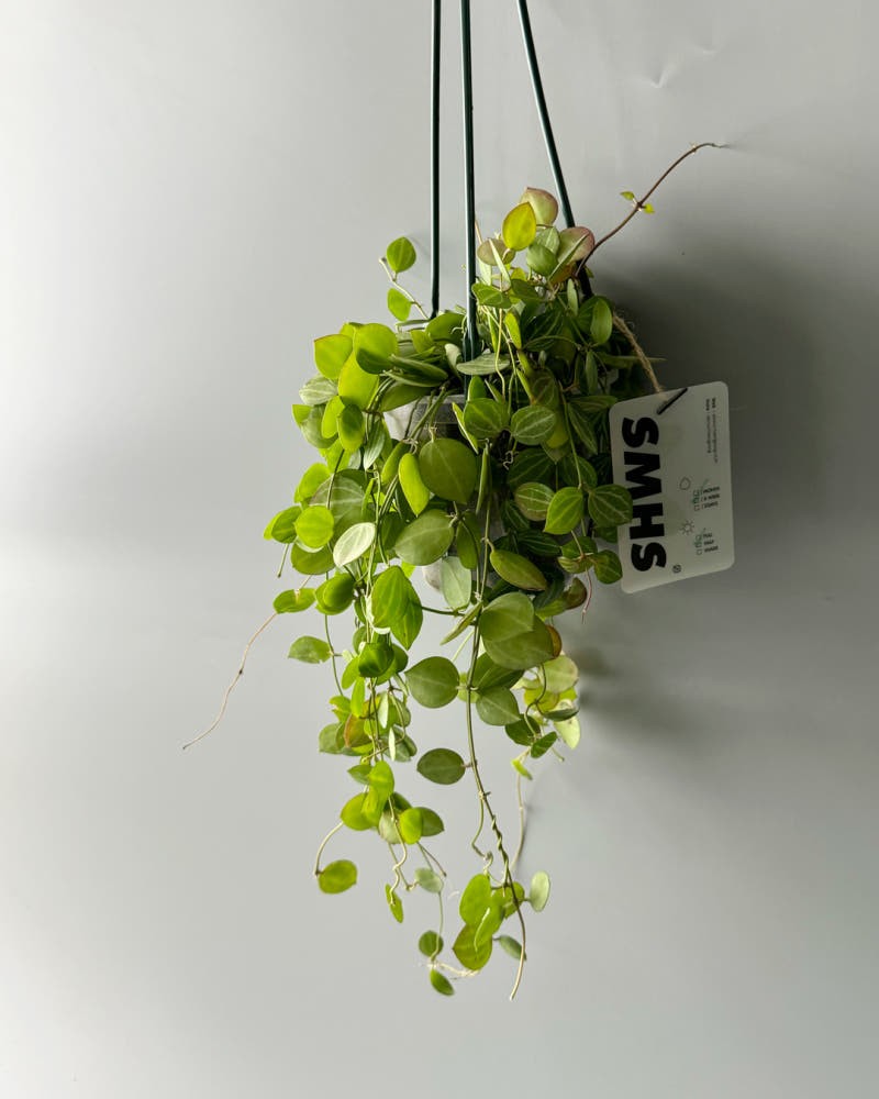 Post image 17