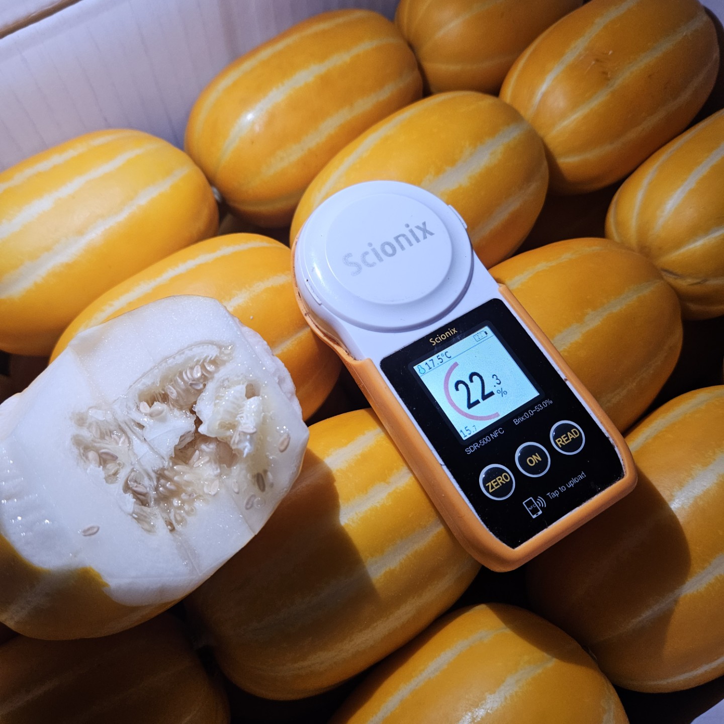 이 과일 꼭 먹어보세요!