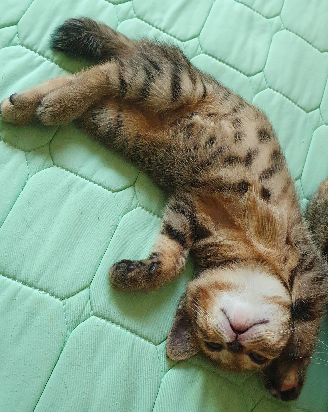 전기장판이 제일 좋아..