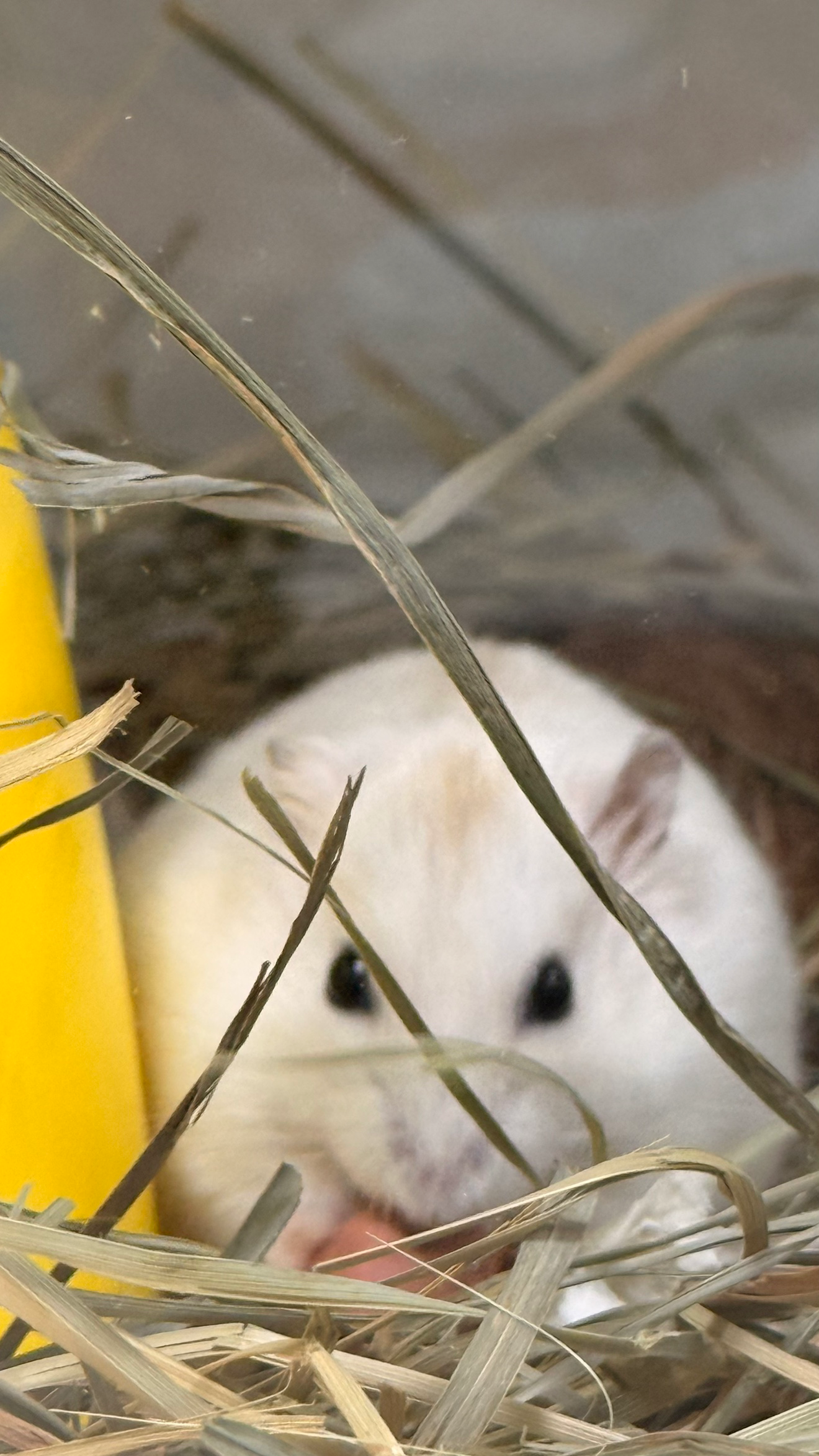 몽실 몽실 몽실이에요😍