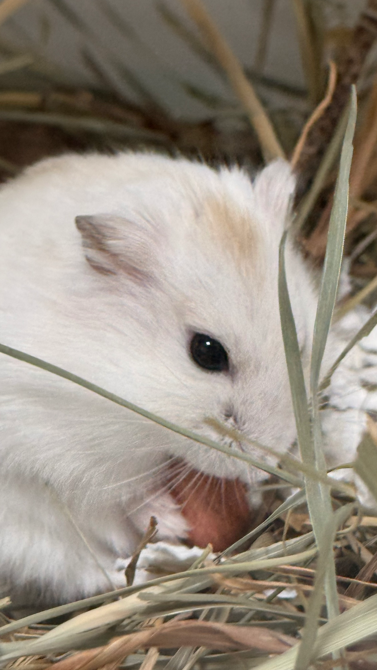 몽실 몽실 몽실이에요😍
